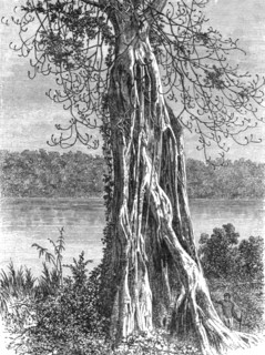 ''Trunk of the ovounchua, a species of "Ticus"; The Gaboon.', 1875. Creator: Unknown.