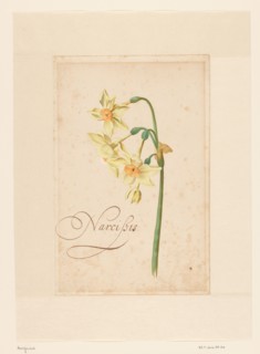 Daffodil, 1650-1699. Creator: Anon.