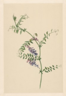Vicia, 1722. Creator: Anon.