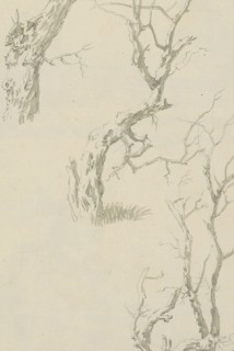 Trees and tree trunk, c.1780-c.1800. Creator: Bernhard Heinrich Thier.