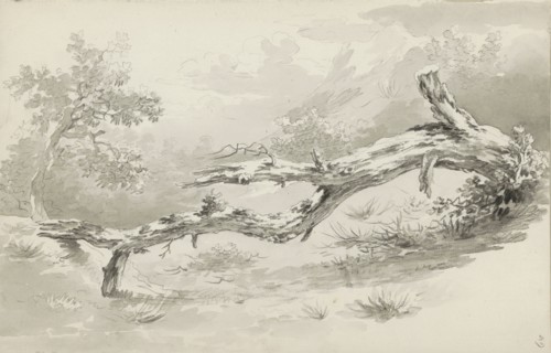 Treetrunk, c.1780-c.1800.  Creator: Bernhard Heinrich Thier.