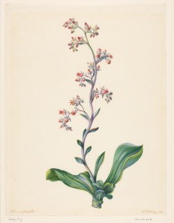 Echeveria Grandiflora, 1847. Creator: Elisabeth Johanna Koning.
