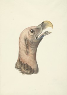 Head of an ear vulture (Otogyps auricularis daud), 1763-1824. Creator: Circle of François Le Vaillant.
