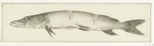 Pike, with two notches on the back, 1775-1833. Creator: Jean Bernard.