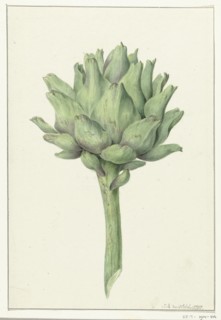 Artichoke, 1797. Creator: Jean Bernard.