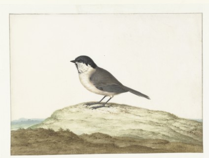 Marsh tit, 1658-1726. Creator: Johannes Bronkhorst.