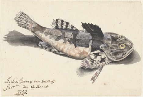 Sea bullhead, 1750. Creator: Johannes le Francq van Berkhey.