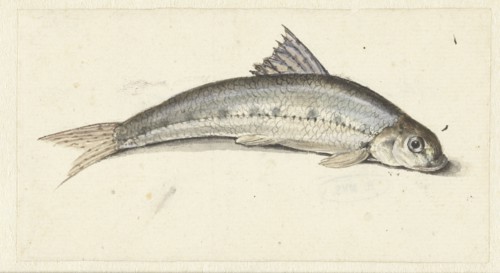 Gudgeon, 1739-1812. Creator: Johannes le Francq van Berkhey.