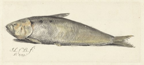 Shad, 1749.  Creator: Johannes le Francq van Berkhey.