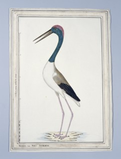 Ephippiorhynchus asiaticus ? (Black-necked stork), 1776-before 1780. Creator: John Hunter.