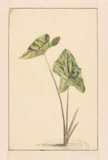 Spotted arum, 1668-1729. Creator: Vincent Laurentz van der Vinne I.