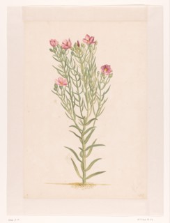 Plant with pink flowers, 1668-1729. Creator: Vincent Laurentz van der Vinne I.