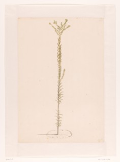 Ericaceae, 1668-1729. Creator: Vincent Laurentz van der Vinne I.
