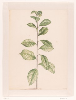 Arab coffee plant, 1668-1729. Creator: Vincent Laurentz van der Vinne I.