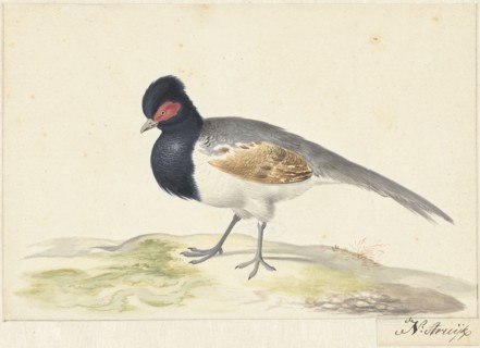 Bird with grey tail feathers, black head with red spot, to the left, 1699-1719. Creator: Nicolaas Struyk.