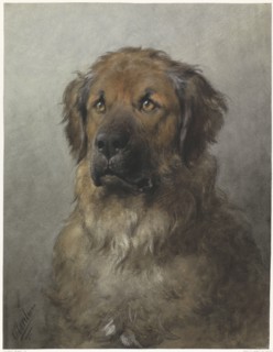Head of a Leonberger, c.1880-c.1892. Creator: Otto Eerelman.