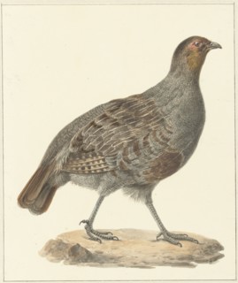 Partridge, 1759-1842. Creator: Pieter Bartholomeusz. Barbiers.
