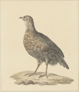 Partridge (Patrijs), 1759-1842. Creator: Pieter Bartholomeusz. Barbiers.