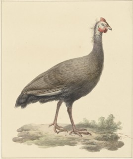 Helmeted guineafowl, 1759-1842. Creator: Pieter Bartholomeusz. Barbiers.