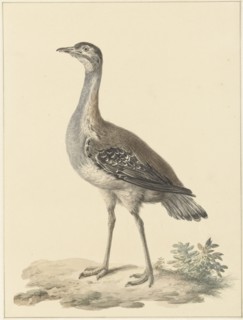 Denhams trap (Neotis Denhami), 1759-1842. Creator: Pieter Bartholomeusz. Barbiers.