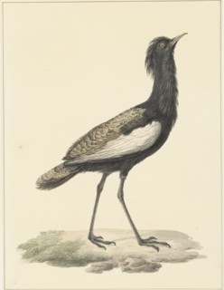 Bearded bustard (Eupodotis Bengalensis / Houbaropsis Bengalensis), 1759-1842. Creator: Pieter Bartholomeusz. Barbiers.