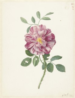 Gallic Rose (Rosa gallica  L. 'Versicolor'), c.1686-c.1692. Creator: Pieter Withoos.