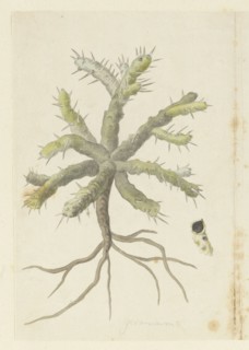Monsonia Patersonii or Monsonia sp., 1777-1786. Creator: Robert Jacob Gordon.