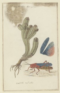 Crassula pyramidalis Thunb. (Pagoda mini jade) and a Dictyophorus spumans (Koppie foam...1777-1786. Creator: Robert Jacob Gordon.