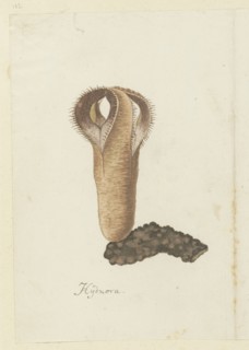 Hydnora africana Thunb. (Jackal-food plant), 1777-1786. Creator: Robert Jacob Gordon.