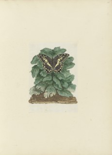 Papilio demodocus (Citrus or Christmas butterfly) on an unidentified plant, 1777-1786. Creator: Robert Jacob Gordon.