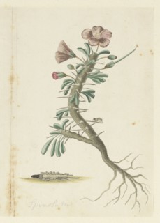 Monsonia Patersonii, 1777-1786. Creator: Robert Jacob Gordon.