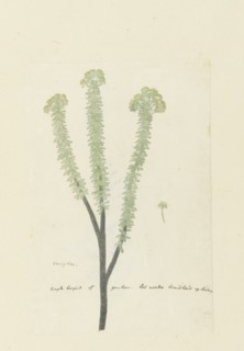 Euryops lateriflorus (L.f.) DC. (Cape gumtree), 1777-1786. Creator: Robert Jacob Gordon.