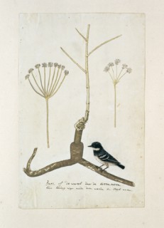 Apiacea or Umbeliffera, 1777-1786. Creator: Robert Jacob Gordon.