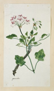 Pelargonium echinatum W. Curtis (Prickly-stemmed pelargonium), 1777-1786. Creator: Robert Jacob Gordon.