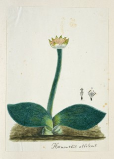 Haemanthus albiflos (Paintbrush), 1777-1786. Creator: Robert Jacob Gordon.