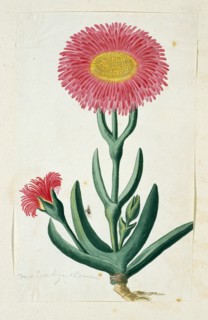 Carpobrotus Quadrifidus L. Bolus, 1777-1786. Creator: Robert Jacob Gordon.