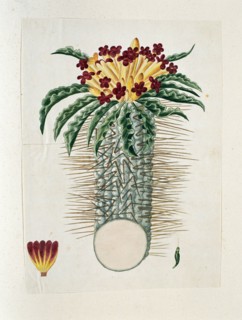 Pachypodium Namaquanum (Wylie ex. Harv.) Well (halfmens), 1778-1786. Creator: Robert Jacob Gordon.
