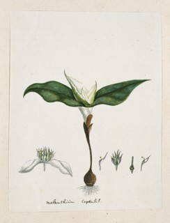Androcymbium capense (L.) Krause., 1777-1786. Creator: Robert Jacob Gordon.