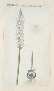 Ornithogalum conicum Jacq., 1778-1786. Creator: Robert Jacob Gordon.