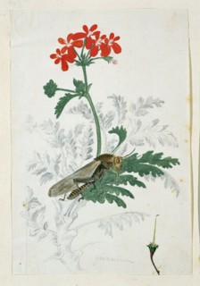 Pelargonium fulgidum L'Hérit, with a Gryllida (cricket), 1777-1786. Creator: Robert Jacob Gordon.