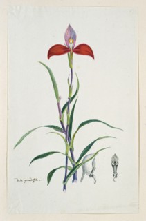 Disa uniflora Bergius (Red disa; or Pride of Table Mountain), 1777-1786. Creator: Robert Jacob Gordon.
