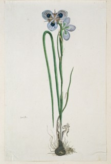 Moraea aristata (D. Delaroche) Aschers & Graebn. (Blue-eyed uintjie), 1777-1786. Creator: Robert Jacob Gordon.