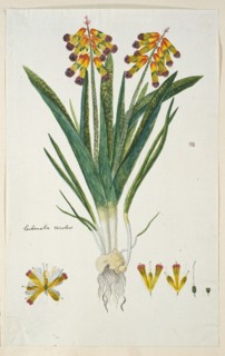 Lachenalia aloides (L.f.) Engl. var. quadricolor (Opal flower), 1777-1786. Creator: Robert Jacob Gordon.