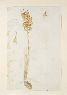 Disa porrecta Swartz, 1777-1786. Creator: Robert Jacob Gordon.