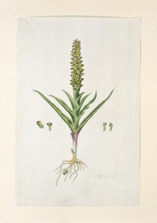 Corycium orobanchoides (L.F.) Swartz, 1777-1786. Creator: Robert Jacob Gordon.