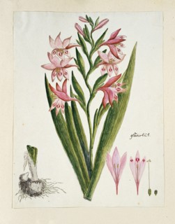 Gladiolus carneus D. Delarochev (Painted lady), 1777-1786. Creator: Robert Jacob Gordon.