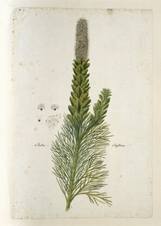 Paranomus sceptrum-gustavianus (Sparrm.) Hyllander (King Gustav’s Skeptre), 1777-1786. Creator: Robert Jacob Gordon.
