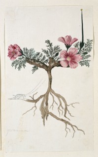 Monsonia multifidum E.Mey. ex Kunth (with an insect), 1777-1786. Creator: Robert Jacob Gordon.