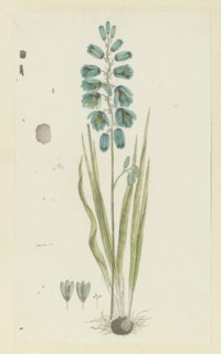 Ixia viridiflora Lam. (Turquoise ixia), 1777-1786. Creator: Robert Jacob Gordon.