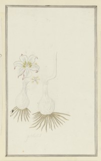 Gethyllis sp. (Kukumakranka), 1777-1786. Creator: Robert Jacob Gordon.